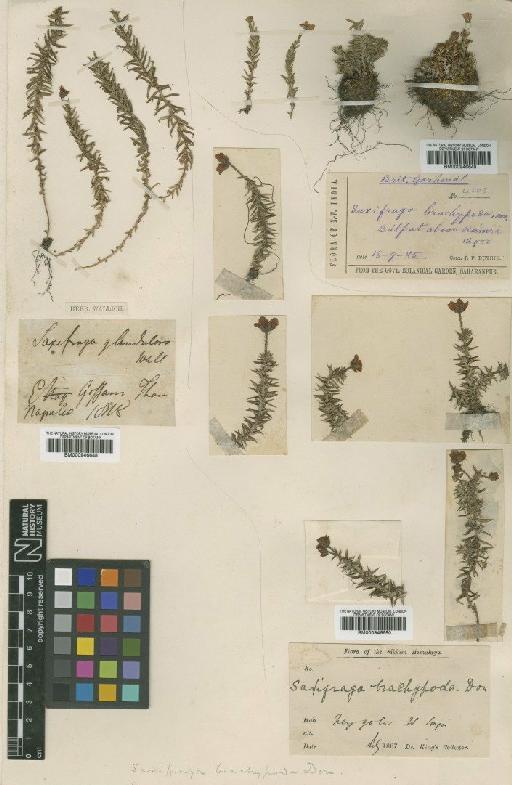 Saxifraga brachypoda D.Don - BM000946648