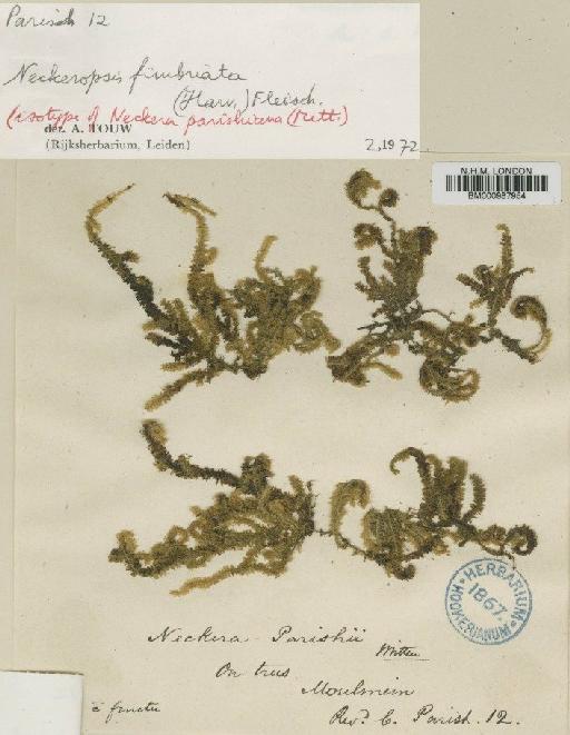 Neckeropsis fimbriata (Harv.) M.Fleisch. - BM000987954