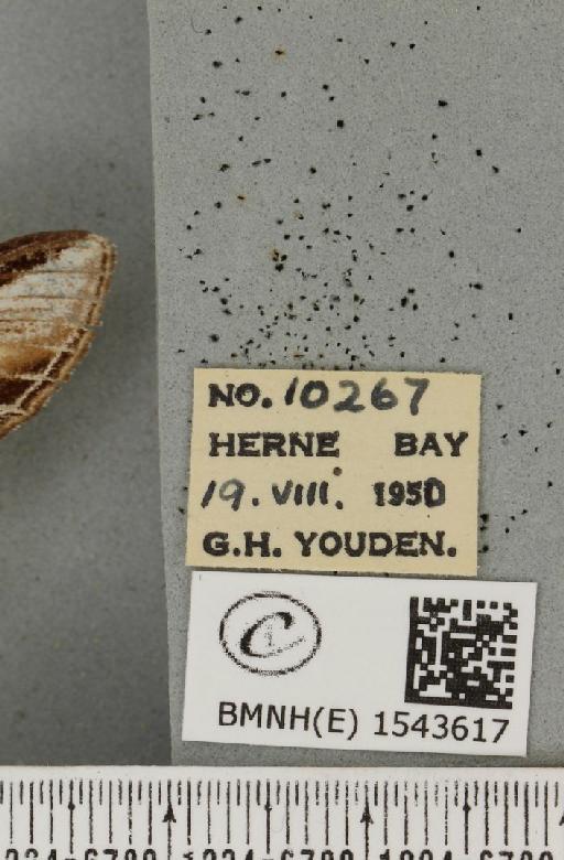 Pheosia tremula (Clerck, 1759) - BMNHE_1543617_label_245696