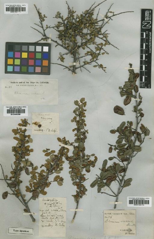 Rhamnus crocea Nutt - BM001024172