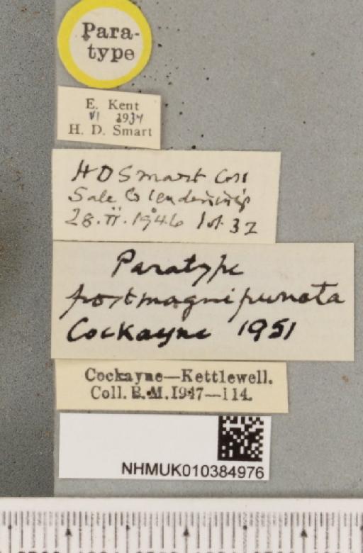 Spilosoma lubricipeda ab. postmagnipuncta Cockayne, 1951 - NHMUK_010384976_label_508625