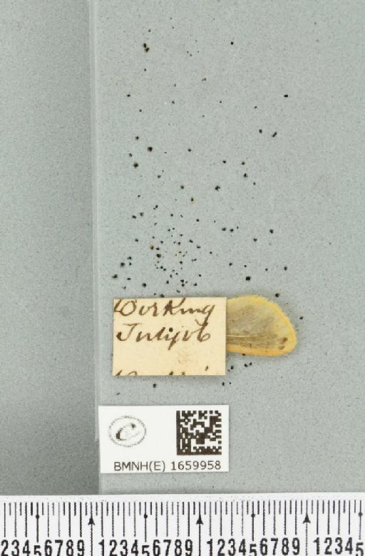 Setina irrorella (Linnaeus, 1758) - BMNHE_1659958_label_258697