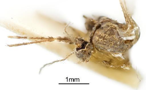 Anopheles (Cellia) gambiae Giles, 1902 - NHMUK 010976524_Anopheles gambiae_ST_head