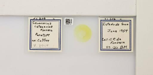 Cerococcus catenarius de Fonseca, 1957 - 014245274_95168_1097759_157792_Type