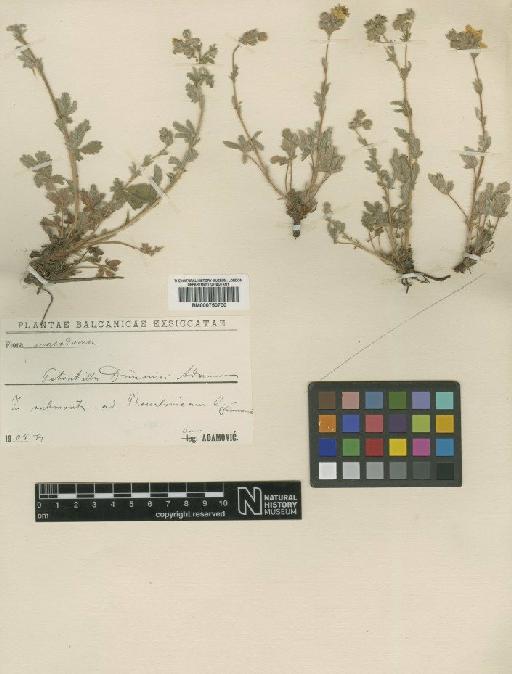 Potentilla detommasii Ten. - BM000750700