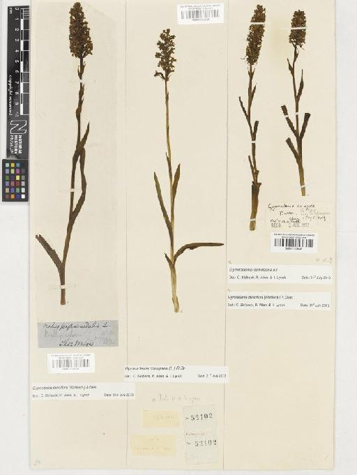 Gymnadenia densiflora (Wahlenb.) A.Dietr. - BM001116937