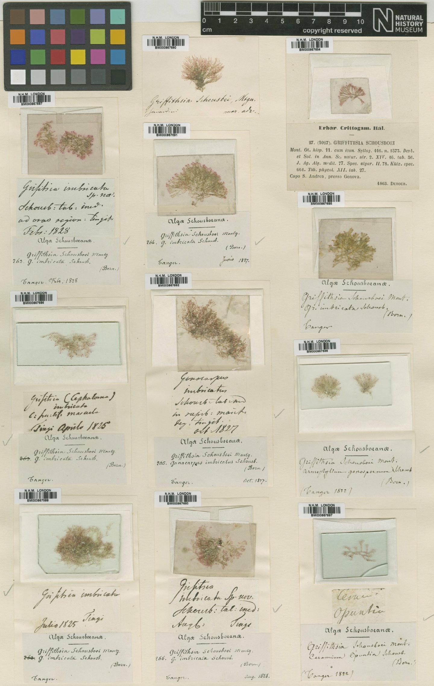 To NHMUK collection (Griffithsia schousboei Mont.; Syntype; NHMUK:ecatalogue:707145)