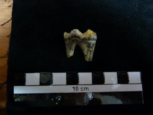 Ursus arctos Linnaeus, 1758 - M 92416 Ursus arctos lower m1 tooth. 1