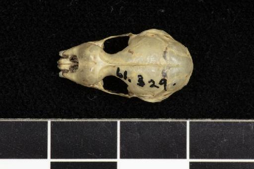 Hipposideros ridleyi Robinson and Kloss,  1911 - 1961_329-Hipposideros_ridleyi-Type-Skull-dorsal