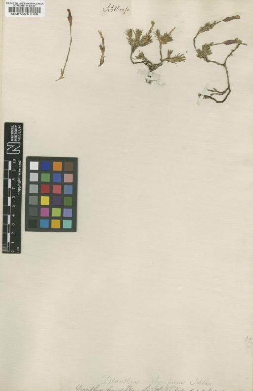 Dianthus leucophaeus Sibth. & Sm. - BM000572320