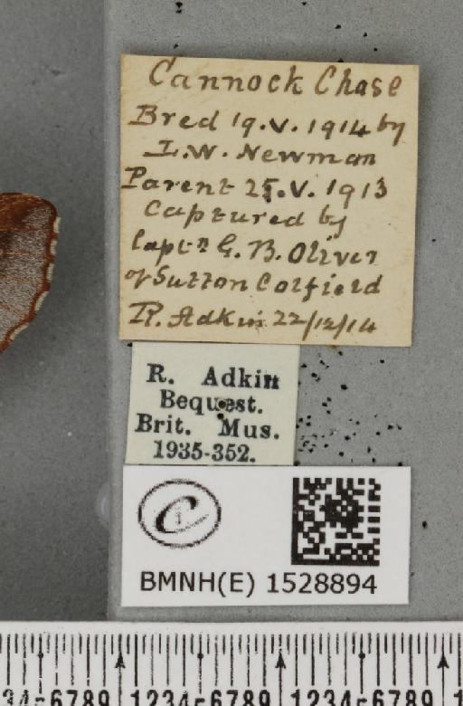 Phyllodesma ilicifolia (Linnaeus, 1758) - BMNHE_1528894_label_198215
