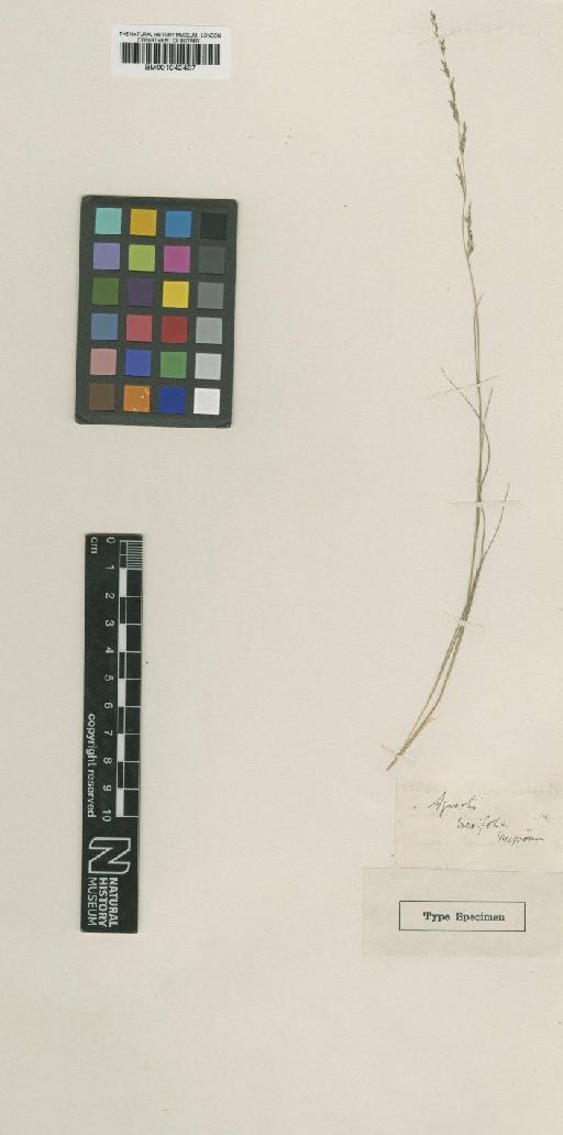 Muhlenbergia cuspidata (Torr. ex Hook.) Rydb. - BM001042437