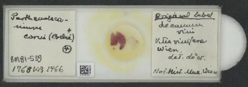 Parthenolecanium corni (Bouche, 1844) - 010137444_117397_1101018