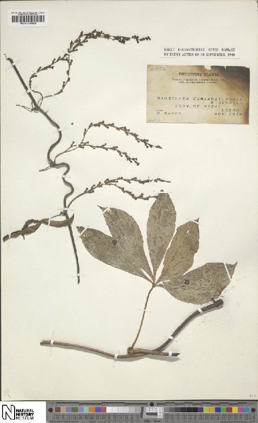 Dioscorea cumingii Prain & Burkill - BM001049830