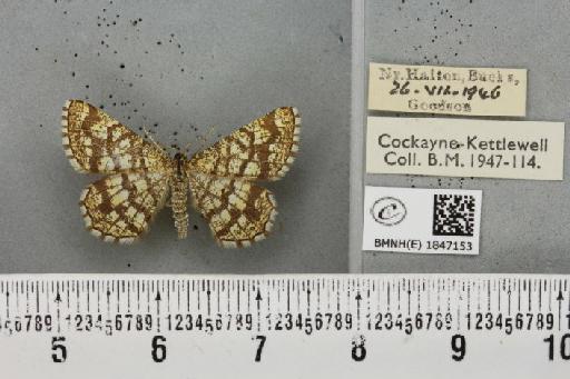 Chiasmia clathrata clathrata (Linnaeus, 1758) - BMNHE_1847153_423713