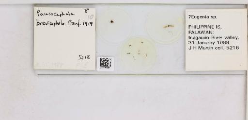 Paurocephala brevicephala Crawford, 1917 - 013485087_117207_1146559_157882_NonType