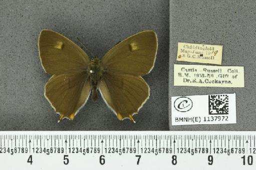Thecla betulae ab. subunicolor Tutt, 1907 - BMNHE_1137972_95128