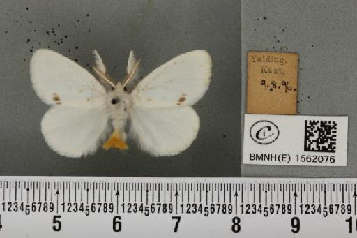 Euproctis similis (Fuessly, 1775) - BMNHE_1562076_254112