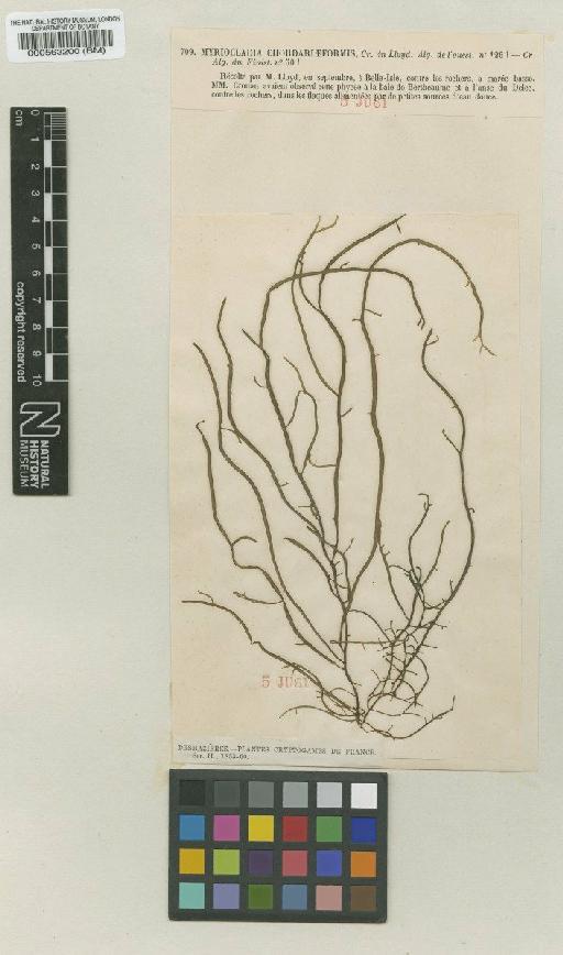 Sauvageaugloia griffithsiana (A.W.Griffiths ex Harv.) Hamel ex Kylin - BM000563200