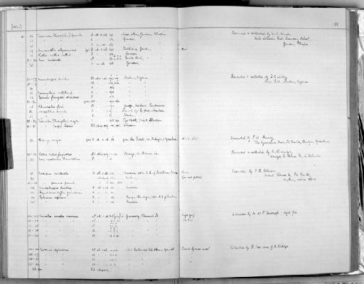 Rhinolophus fumigatus foxi Thomas, 1913 - Zoology Accessions Register: Mammals: 1952 - 1964: page 136