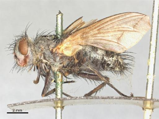 Dexia buccata Emden, F. I., 1947 - Dexia buccata NHMUK010240982 holotype habitus left lateral