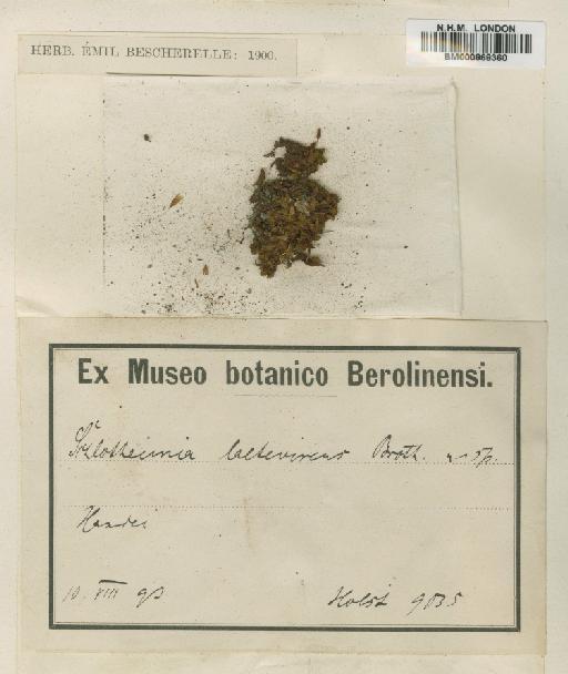 Schlotheimia ferruginea (Hook. & Grev.) Brid. - BM000868360