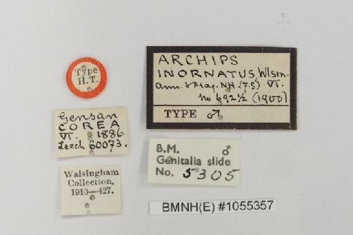 Archips inornatanus Walsingham - Choristoneura_inornatanus_Walsingham_1900_Holotype_BMNH(E)#1055357_image002