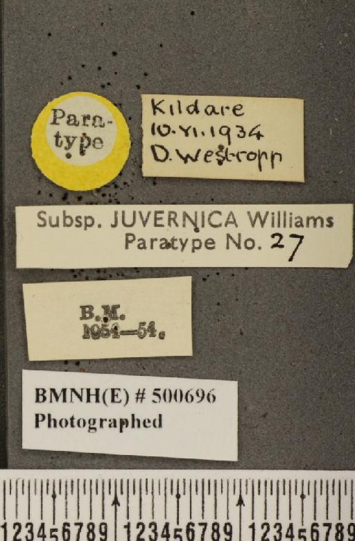 Leptidea sinapis juvernica Williams, 1946 - BMNHE_500696_label_73899