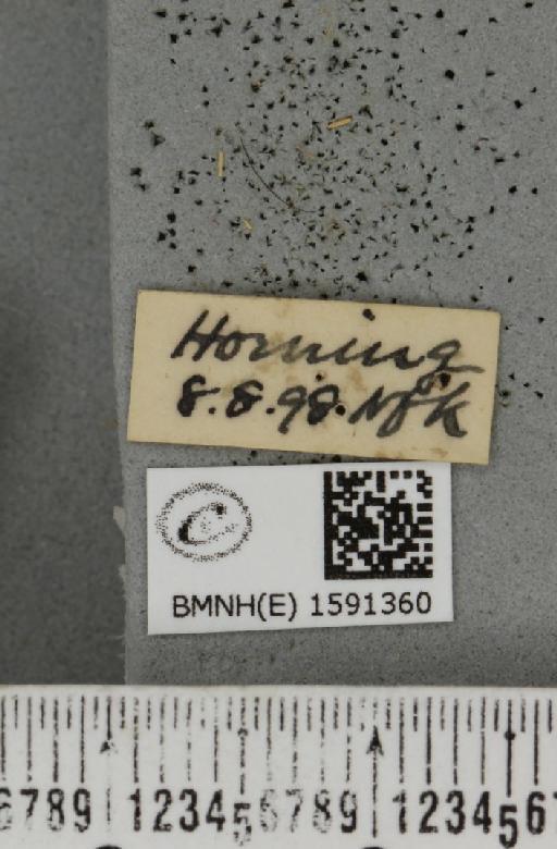 Pelosia muscerda (Hufnagel, 1766) - BMNHE_1591360_label_496832