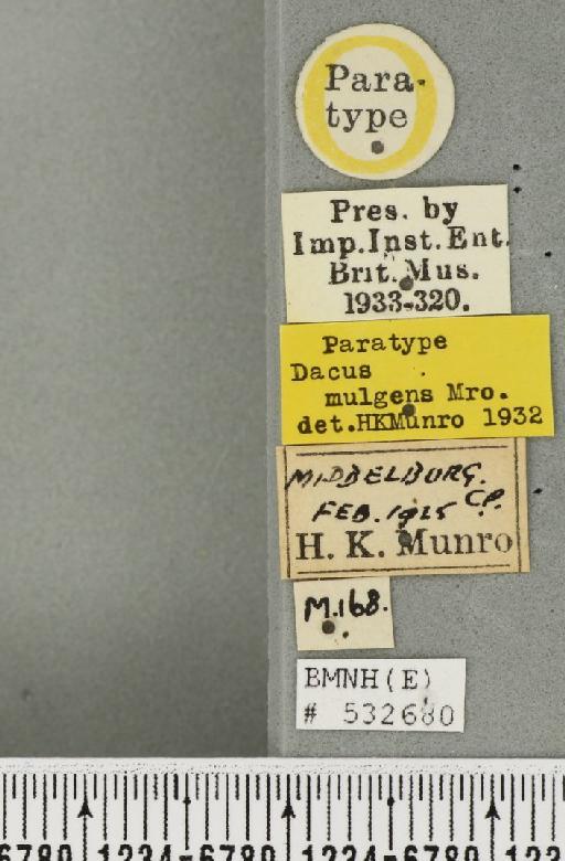 Dacus (Psilodacus) mulgens Munro, 1932 - BMNHE_532680_label_38422