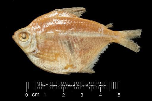 Tetragonopterus compressus Günther, 1864 - BMNH 1864.1.21.67, LECTOTYPE, Tetragonopterus compressus