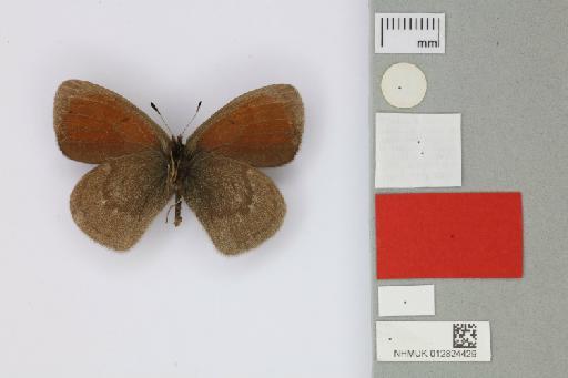 Erebia sokolovi severa Churkin & Tuzov, 2000 - 012824429_Erebia_sokolovi_severa_Churkin & Tuzov_2000_PT_1