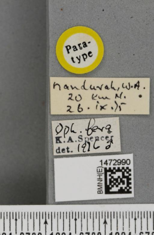 Ophiomyia fera Spencer, 1977 - BMNHE_1472990_label_47376