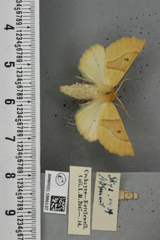 Crocallis elinguaria (Linnaeus, 1758) - BMNHE_1886137_453167