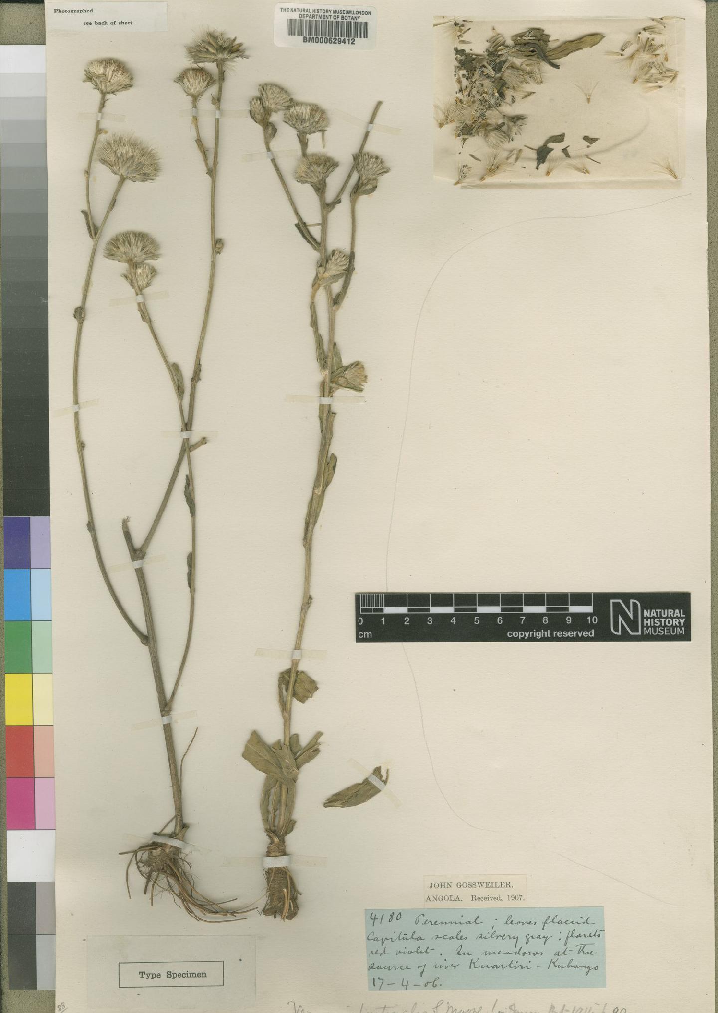 To NHMUK collection (Vernonia fontinalis Moore; Type; NHMUK:ecatalogue:4526369)