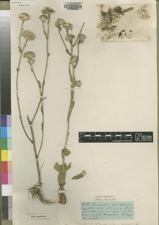 Vernonia fontinalis Moore - BM000629412