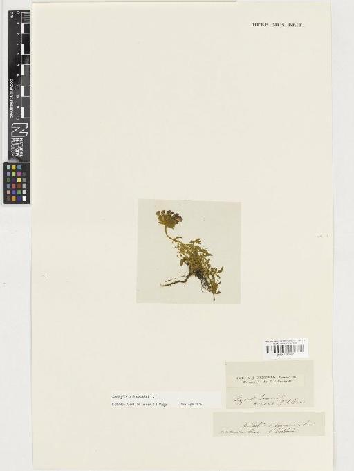 Anthyllis vulneraria L. - BM001128387