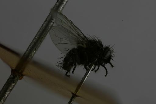 Lypha orbitalis Aldrich, 1934 - Lypha orbitalis HT lateral