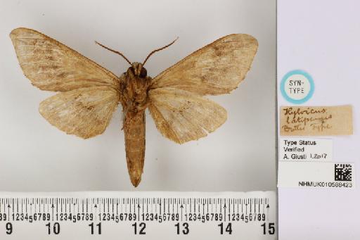 Kentrochrysalis consimilis Rothschild & Jordan, 1903 - NHMUK_010588423_Kentochrysalis_consimilis_R&J_ST_ventral_and_labels.JPG