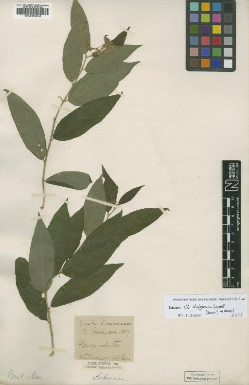 Solanum didymum Dunal - 000935744