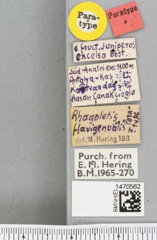 Rhagoletis flavigenualis Hering, 1958 - BMNHE_1470562_label_42682