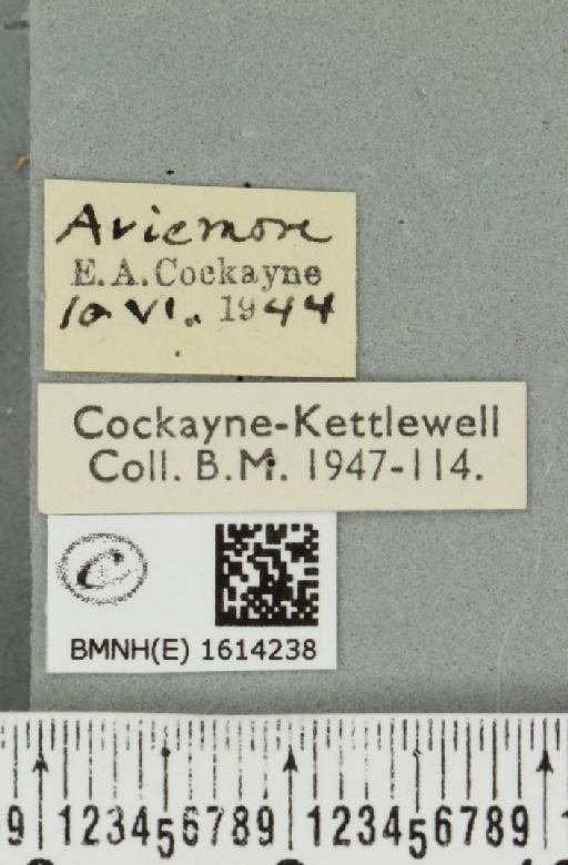 Scotopteryx mucronata scotica (Cockayne, 1940) - BMNHE_1614238_label_303628