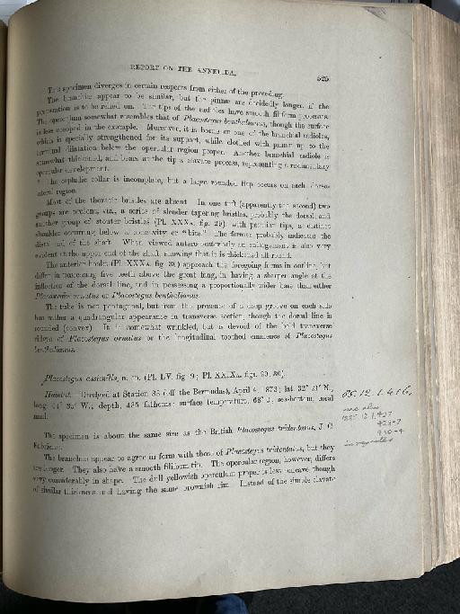 Placostegus assimilis McIntosh, 1885 - Challenger Polychaete Scans of Book 3