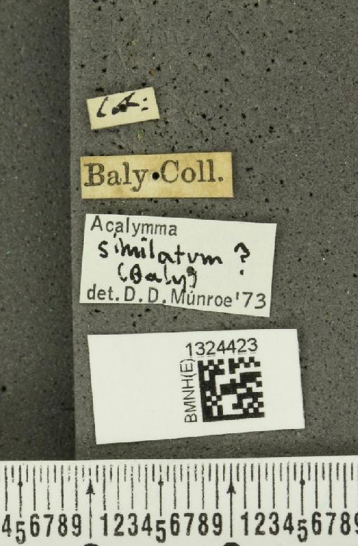 Acalymma quadrivittatum (Latreille, 1813) - BMNHE_1324423_label_20883