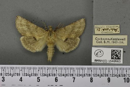 Pterostoma palpina palpina (Clerck, 1759) - BMNHE_1540963_246584