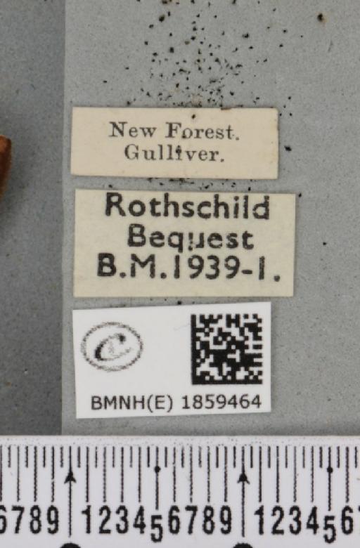 Pseudopanthera macularia ab. brunneata Cockayne, 1946 - BMNHE_1859464_label_430043