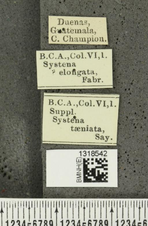 Systena elongatula Csiki, 1939 - BMNHE_1318542_label_26441