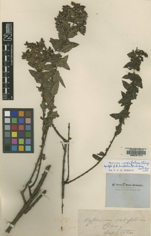 Hypericum cordifolium Choisy - BM000617574