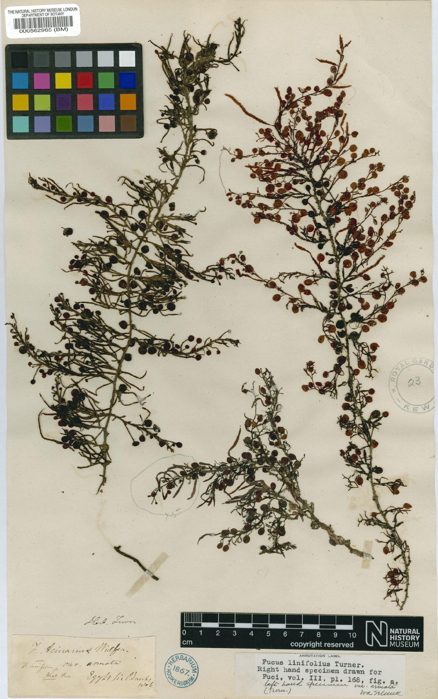 To NHMUK collection (Sargassum acinarium (L.) Setch.; Original material; NHMUK:ecatalogue:4722514)