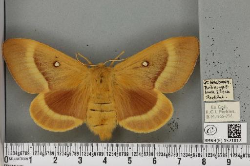 Lasiocampa quercus quercus (Linnaeus, 1758) - BMNHE_1521017_194387